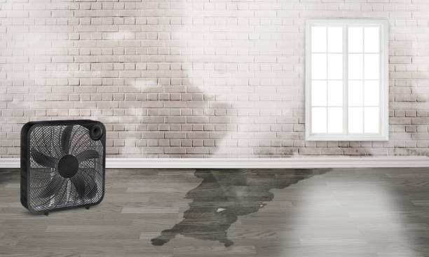 Best Water damage contractors near me  in Holly Lake Ranch, TX